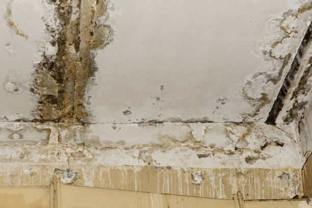 Best Asbestos and Lead Testing During Mold Inspection  in Rancho Mirage, CA